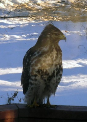 Hawk on the deck