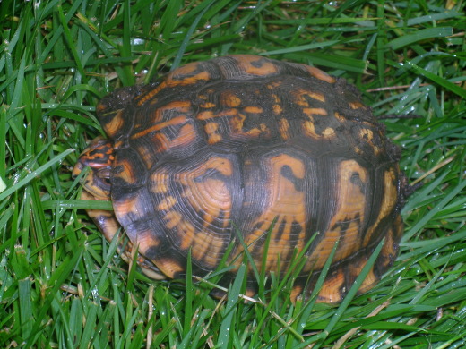 Turtle on the lawn