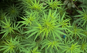 Cannabis or hemp