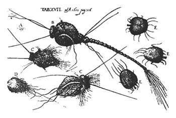 Morgellons worms